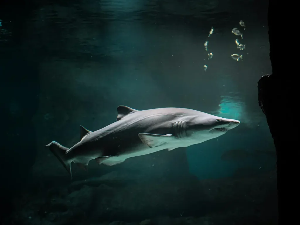 Two Oceans Aquarium Cape Town