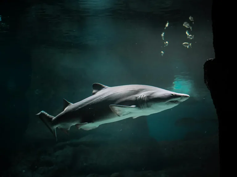 Two Oceans Aquarium Cape Town