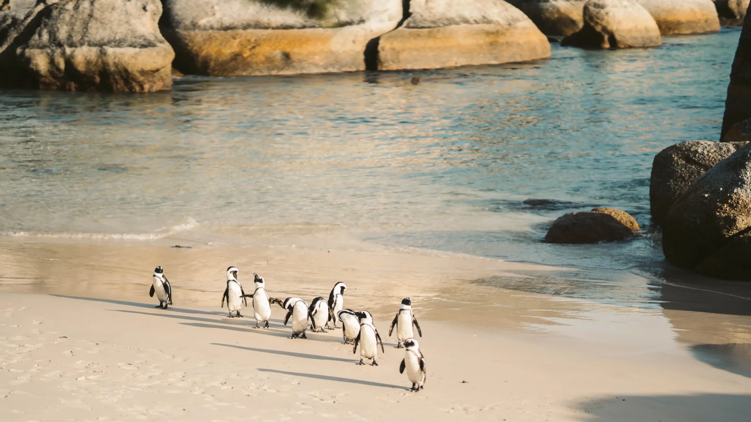 Boulders Beach