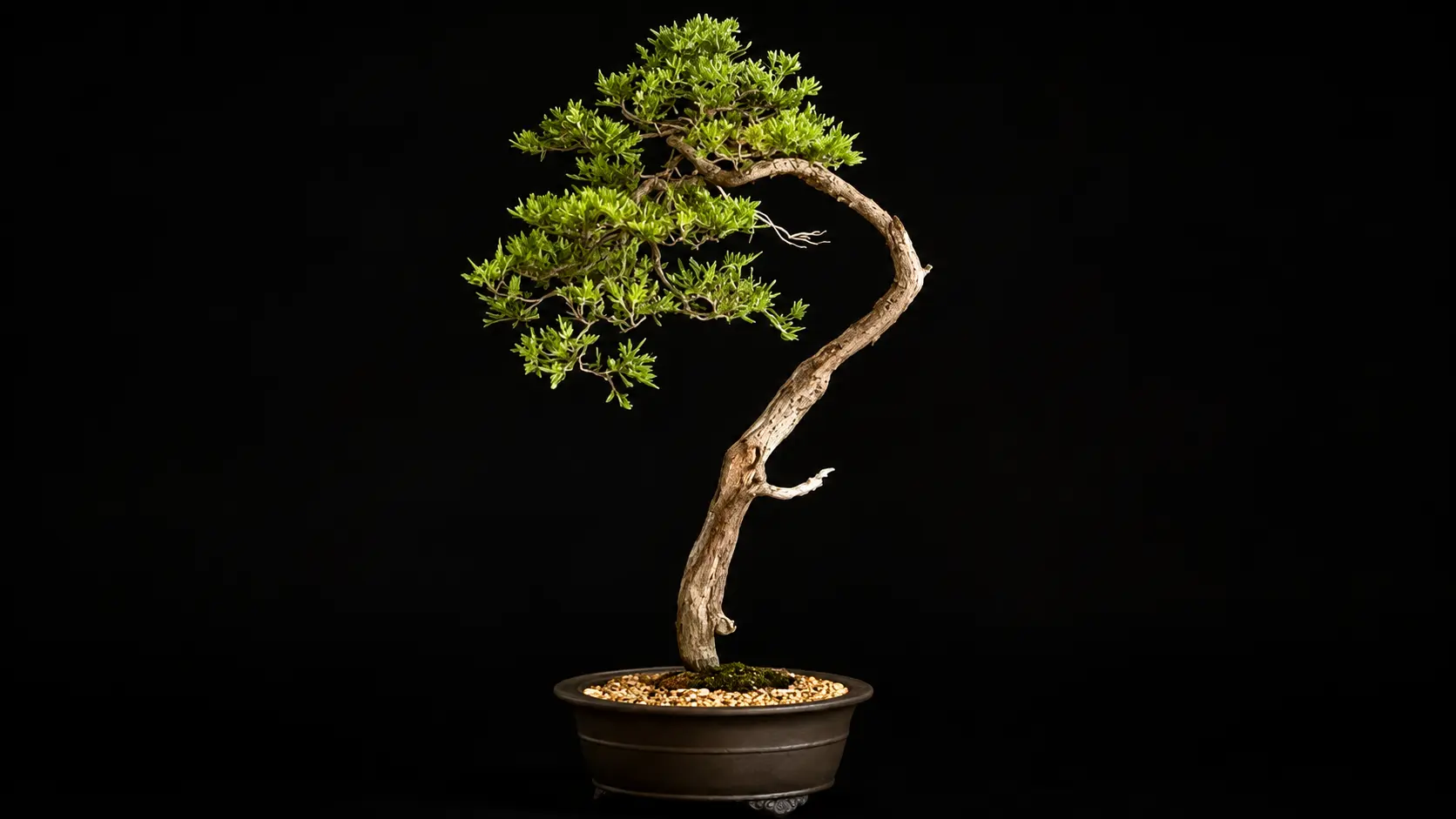 The Little Shop of Bonsai