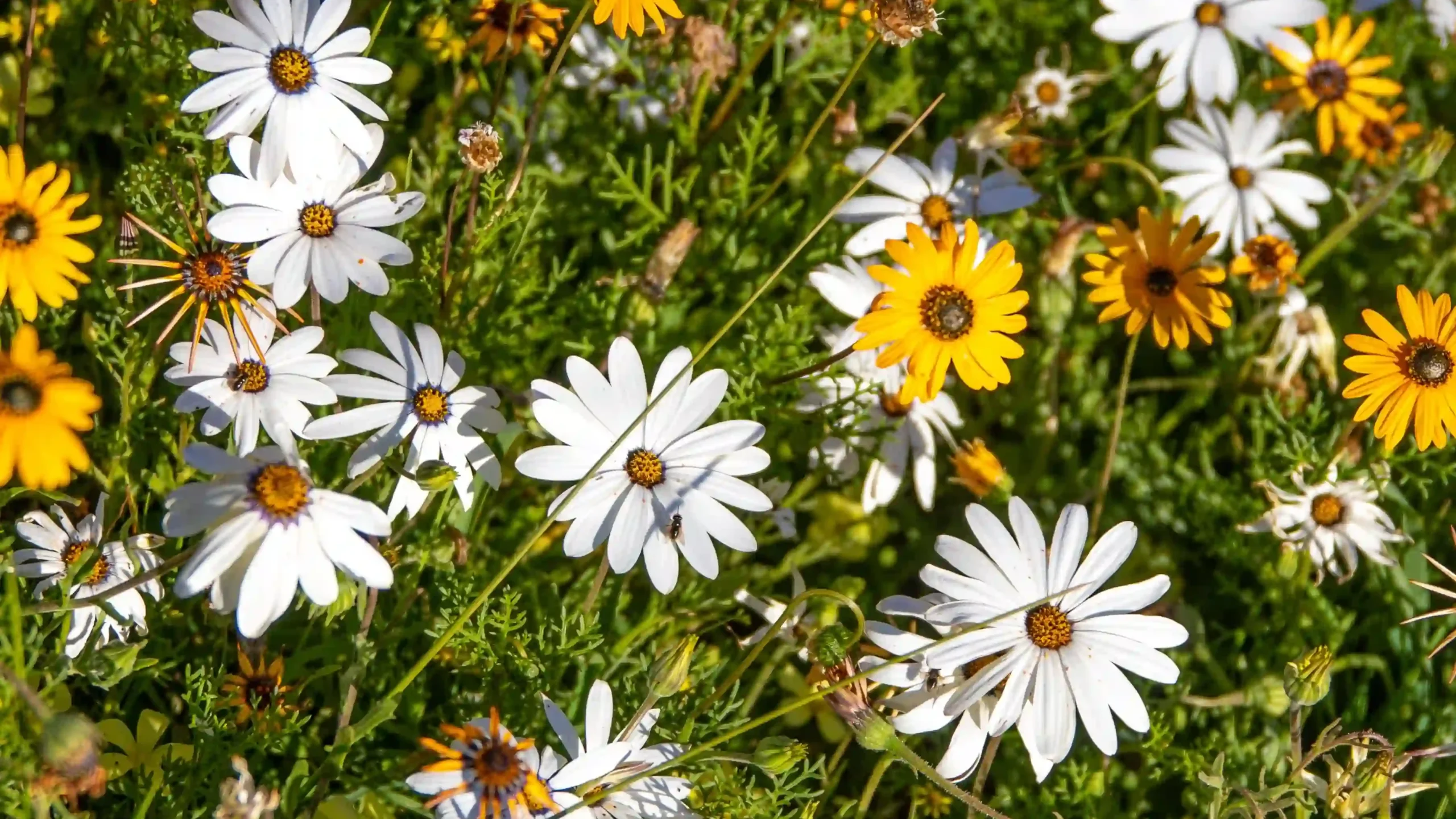 Flower Season