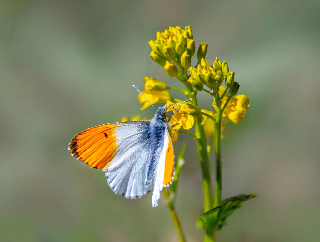 Tips for Seeing the Flowers